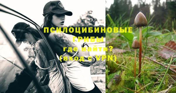 apvp Алзамай